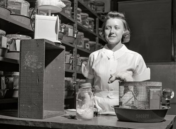 Photo showing: The Experiment -- -- May 1942. Ames, Iowa. Conducting diet and nutrition experiments on rats
in the animal laboratory of the home economics department at Iowa State College.