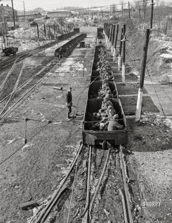 Photo showing: Mantrip -- November 1942. Pittsburgh, Pennsylvania (vicinity). Westland coal mine. 'Mantrip' going into a drift mine.