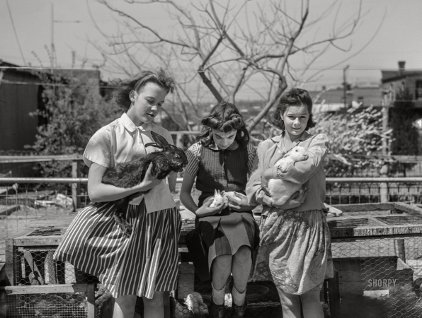 Photo showing: Rabbit, Run -- April 1943. Washington, D.C. Victory garden sites on Fairlawn Avenue S.E. --
Children with rabbits which were formerly kept as pets, but now are being raised for food.
