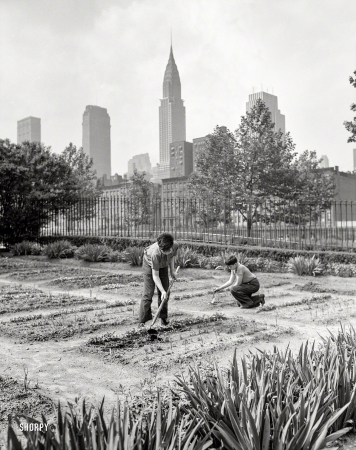 Photo showing: Urban Onions -- June 1944. New York. School victory gardens on First Avenue between 35th and 36th streets.
