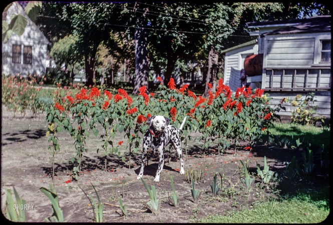 Photo showing: Garden Spots -- Blue Earth, Minnesota. Sally in garden -- 18 Sept 1951.