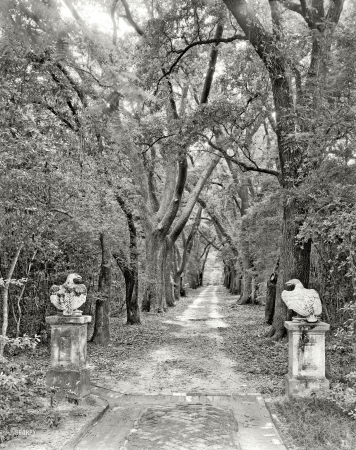 Photo showing: Scary Driveway -- Mobile, Alabama, Spring Hill vicinity 1939. Driveway looking away from William A. Dawson House.