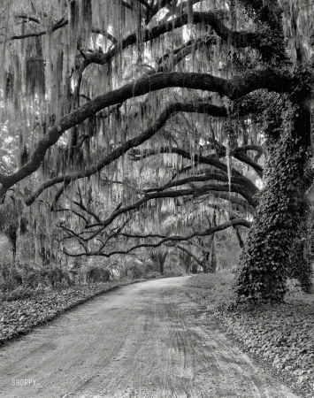 Photo showing: Wormsloe Plantation -- Circa 1940. Wormsloe Plantation driveway. Savannah vicinity, Chatham County, Georgia.