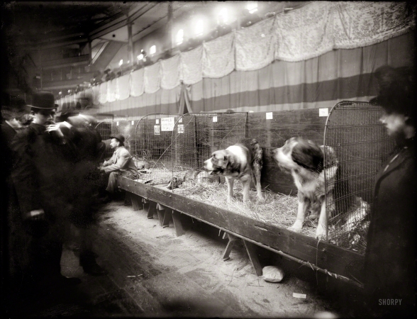 Photo showing: Uncle Sam -- Uncle Sam, one of the St. Bernards at the 1908 Westminster Kennel Club Dog Show.