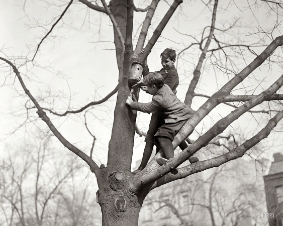 Photo showing: Up a Tree -- January 20, 1921. Washington, D.C. American Forestry Assn. bird house contest.