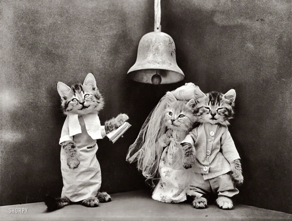 Photo showing: Cat Wedding -- 1914. Kittens in costume as bride and groom, being married by cat in ecclesiastical garb.