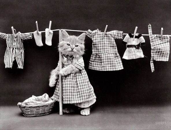 Photo showing: The Cats Pajamas -- 1914. Cat in housedress costume at clothesline with basket of laundry.