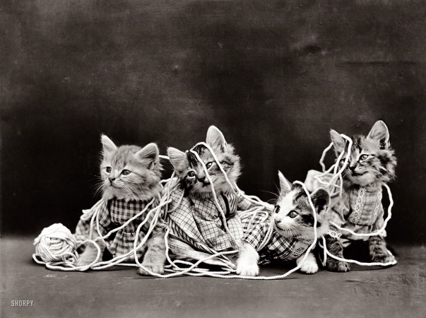 Photo showing: Knitting Kittens -- 1914. Four costumed kittens entangled in yarn.