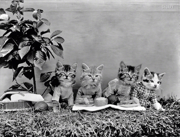 Photo showing: Cat Picnic -- 1914. Kittens in costume at picnic lunch.