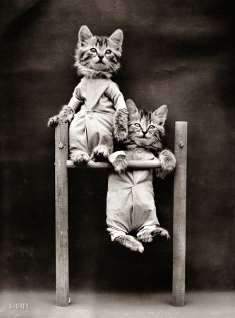 Photo showing: Hang On There -- 1914. Cats in coveralls on chin-up bar.