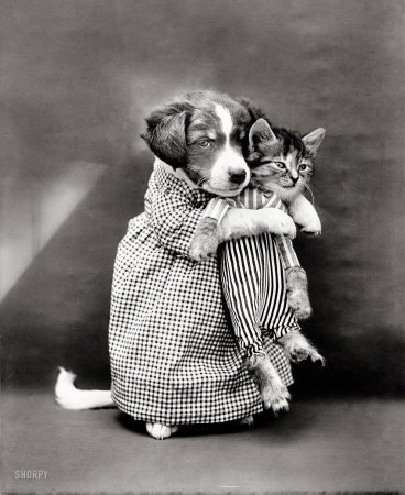Photo showing: Blended Family -- 1914. Puppy 'mother' in costume holding kitten 'baby'.