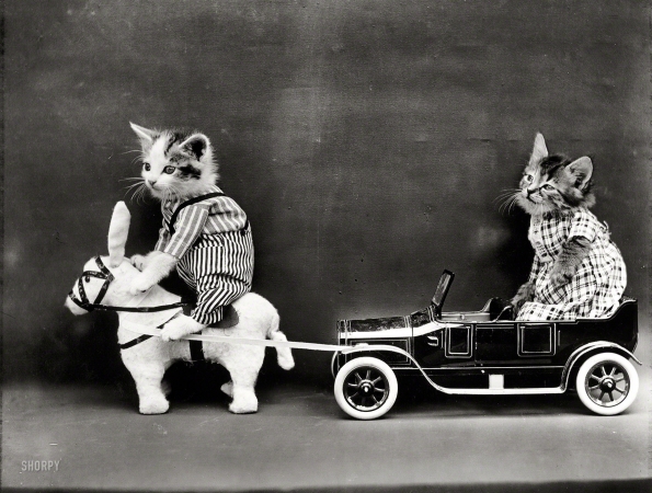 Photo showing: Hybrid Power -- 1914. Kitten in costume on mule pulling kitten in toy touring car.