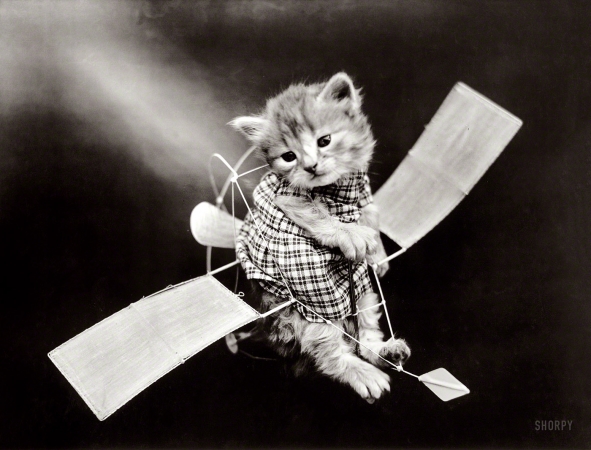 Photo showing: Kitty Hawk -- Circa 1914. Cat in costume piloting toy airplane.