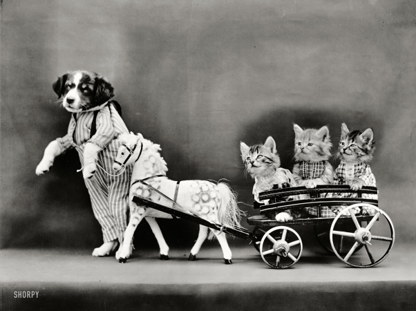 Photo showing: A Cartful of Kittens -- Circa 1914. Puppy leading pony cart carrying three kittens.