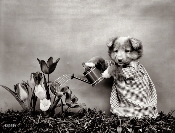 Photo showing: Puppy Garden -- 1914. Dog watering flowers.