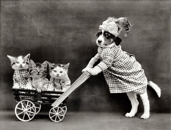 Photo showing: All My Kittens -- From 1914: Dog in costume of dress and lady's hat pushing cart with three kittens.