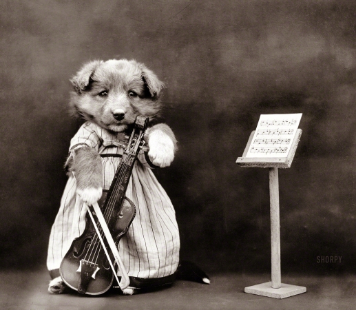 Photo showing: Puppy Prodigy -- 1914. Dog wearing dress, posed with violin and sheet music.