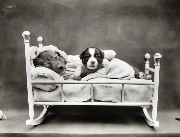 Photo showing: Rock-a-Bye Puppy -- Circa 1914. Puppies in rocking crib.