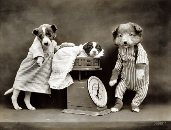 Photo showing: Dog-Pounds -- 1914. Dogs in costume weighing 'baby' puppy on scale.