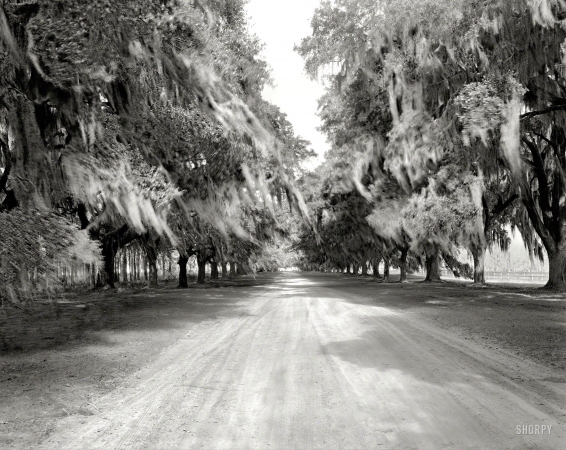 Photo showing: Avenue of Oaks -- 1938. Boone Hall, avenue of trees, Mount Pleasant vicinity, Charleston County, South Carolina.