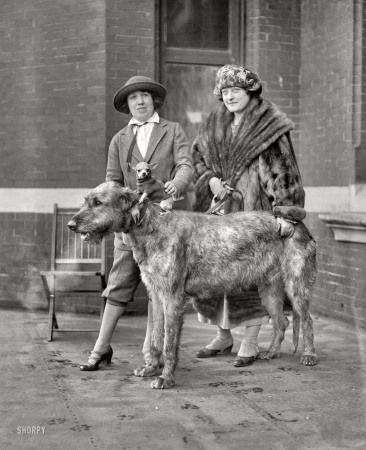 Photo showing: Top Dog -- Dog show. Washington, D.C., January 1923.