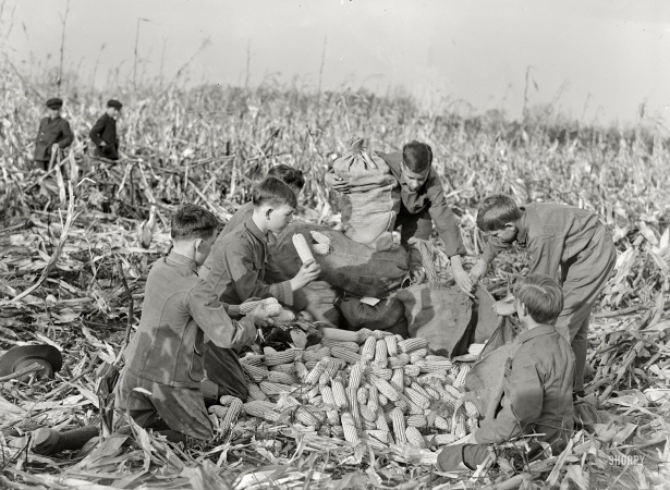 Photo showing: Children of the Corn -- 1917. Washington, D.C., or vicinity. Boy Scout farm on the Potomac.