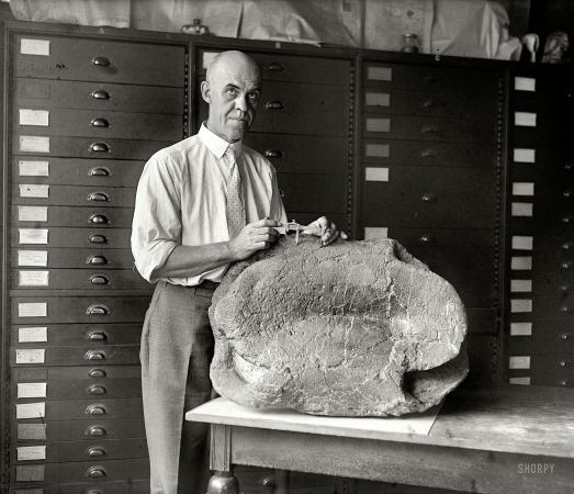 Photo showing: Professor Turtle -- September 4, 1925. Prof. Chas. W. Gilmore, Smithsonian curator, with fossil turtle.
