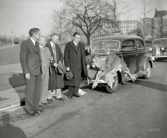 Photo showing: Deer Senator -- January 20, 1938. Washington, D.C. Sen. H. Styles Bridges of New Hampshire presented with deer. 