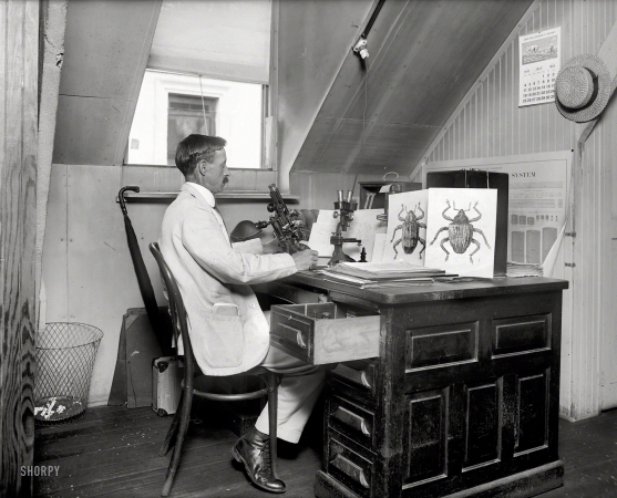 Photo showing: Meet the Beetles -- July 1920. Washington, D.C. Dr. H.B. Bradford.