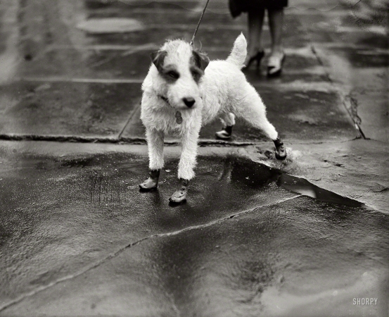 Photo showing: Rubbers for Rover -- Feb. 9, 1928. Washington, D.C. Peter Pan, wire-haired terrier pet of the personal secretary to President Coolidge
and Mrs. Edward T. Clark, arrived at the White House today attired in 'flapper galoshes'.