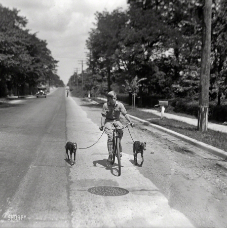 Photo showing: A Boy and His Dogs -- August 1928. Washington, D.C., or vicinity. Boy on bicycle with dogs on leashes.