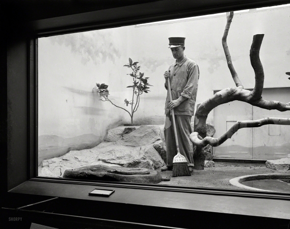 Photo showing: Apex Predator -- Washington, D.C., 1931. Man with broom in snake exhibit.