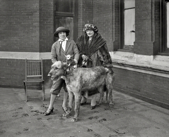 Photo showing: Subwoofer -- January 26, 1923. Washington, D.C. Largest and smallest dog at dog show.