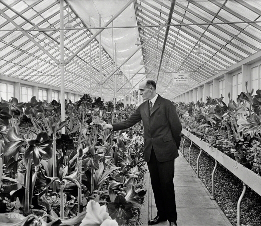 Photo showing: Flower Power -- March 9, 1925. Washington, D.C. Agriculture Secretary William M. Jardine at the 12th annual Amaryllis Show.