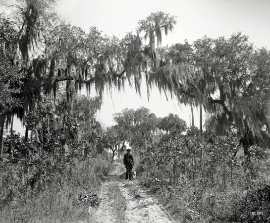Photo showing: Rockledge Greenway -- Florida circa 1897. Road near Rockledge.