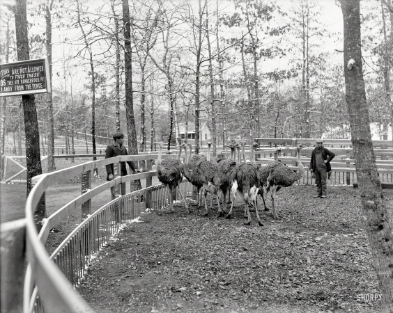 Photo showing: Snowbirds -- Circa 1900. Ostrich farm -- Hot Springs, Arkansas.