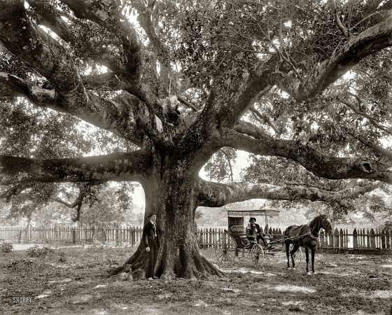 Photo showing: Mammoth Oak -- Circa 1900. The Mammoth Oak at Pass Christian, Mississippi.