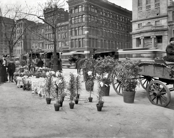 Photo showing: Easter Lilies -- New York circa 1905. Flower vender's Easter display in Union Square Park.