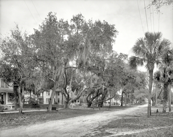 Photo showing: Old Daytona Beach -- Circa 1904. Daytona, Florida -- Magnolia Avenue.