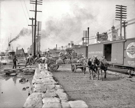Photo showing: Cotton on the Levee -- New Orleans circa 1903. Mule teams and the levee.