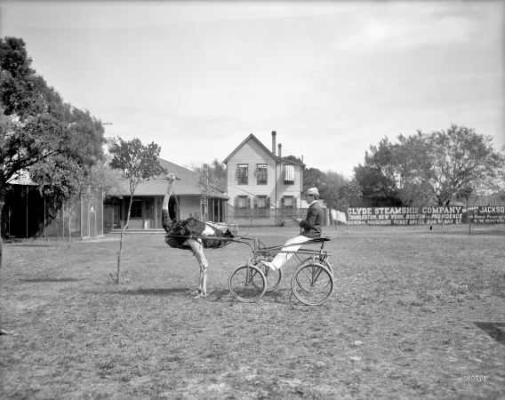 Photo showing: Oliver the Ostrich -- Florida circa 1903. Oliver W., the famous trotting ostrich, Florida Ostrich Farm, Jacksonville.