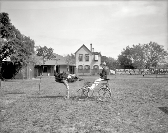 Photo showing: Oliver the Ostrich -- Florida circa 1905. Oliver W., the famous trotting ostrich, Florida Ostrich Farm, Jacksonville.