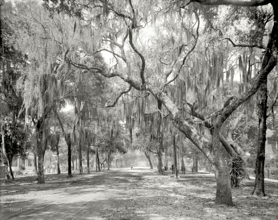 Photo showing: Mossy Lane -- Daytona Beach, Florida, circa 1910. South Ridgewood Avenue.