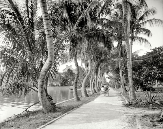 Photo showing: The Sinuous Palms -- Palm Beach, Florida, circa 1908. Along the shore of Lake Worth.
