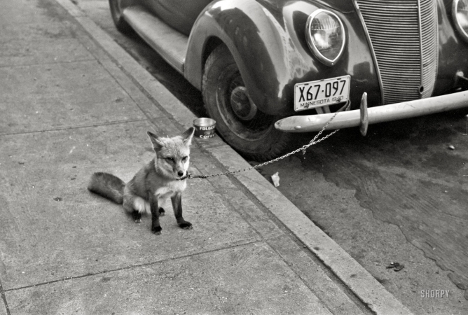 Photo showing: Ford Fox -- October 1940. Moorhead, Minnesota. Fox chained to automobile.
