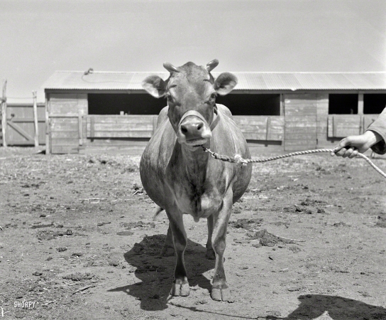 Photo showing: Call Me Bossy -- April 1936. Ropesville Farms, Texas. United States Resettlement Administration rural rehabilitation project.