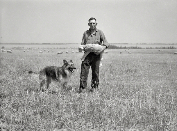 Photo showing: Animal Farm -- May 1936. Sheep ranch in Converse County, Wyoming.