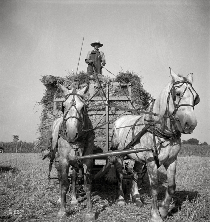 Photo showing: The Reapers -- July 1936. Harvesting oats. Clayton, Indiana, south of Indianapolis.
