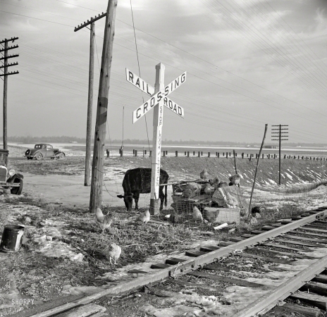 Photo showing: Poultry Crossing -- February 1937. During the flood, cows and chickens were moved to the highest ground possible. Near Cache, Illinois.