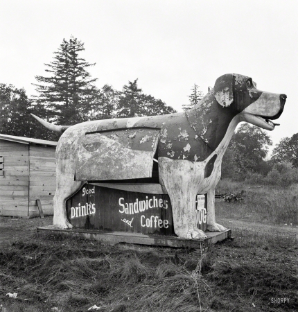 Photo showing: Lost Dog -- October 1939. On U.S. 99 as it continues through Oregon. Lane County, Williamette Valley.